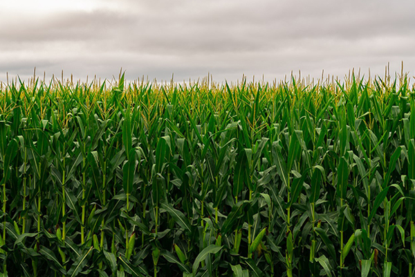 Mozambique farmers prove power of animated videos